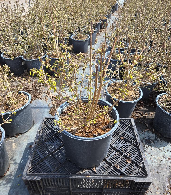 Forsythia x intermedia Magical® Gold