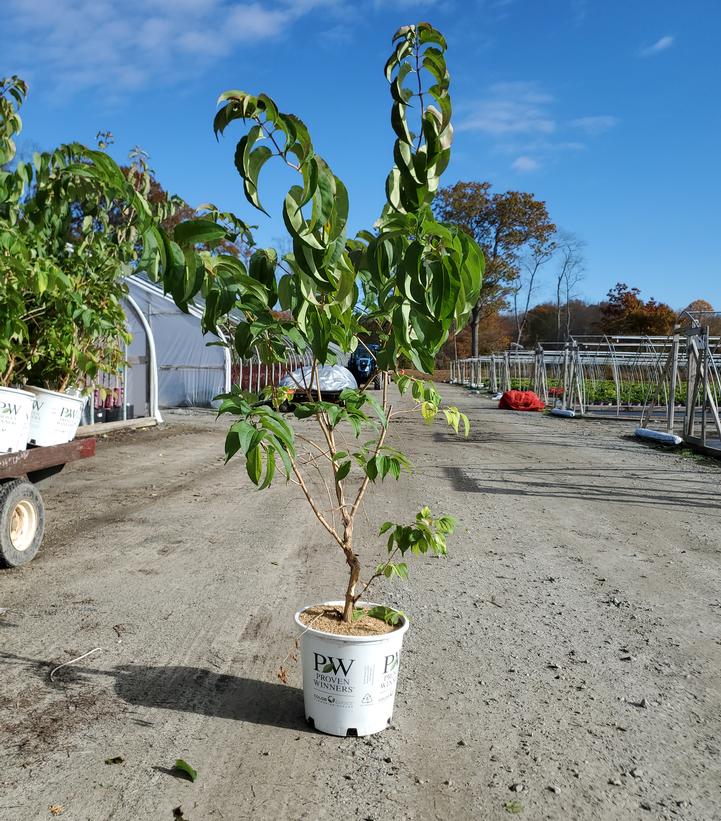 Heptacodium miconioides Temple of Bloom®