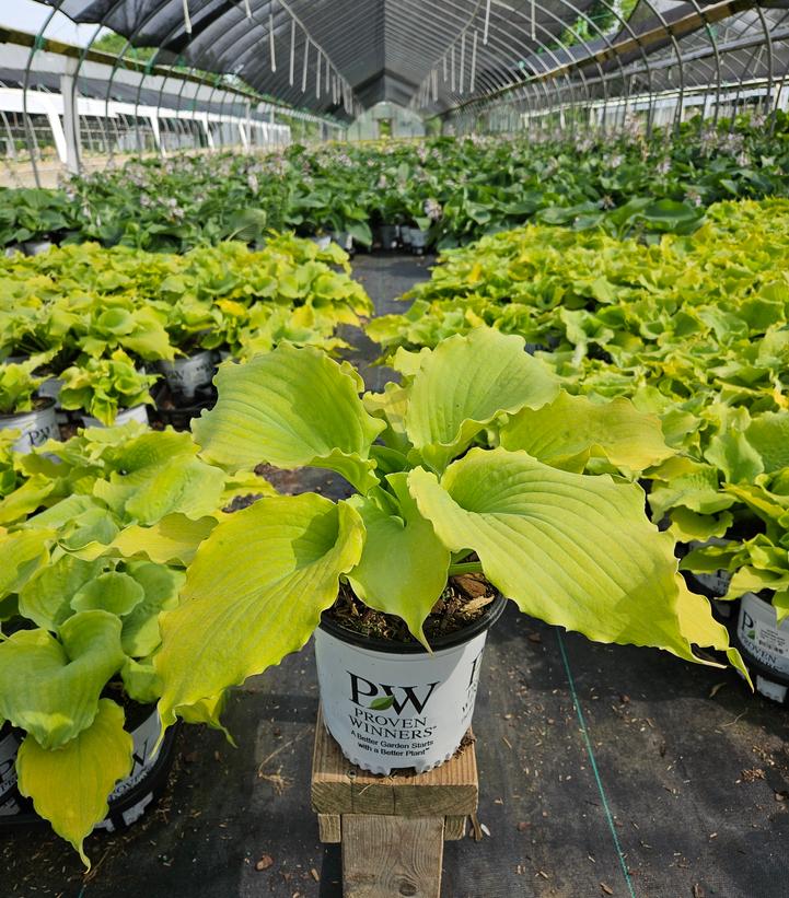 Hosta hybrid Shadowland® 'Echo the Sun'