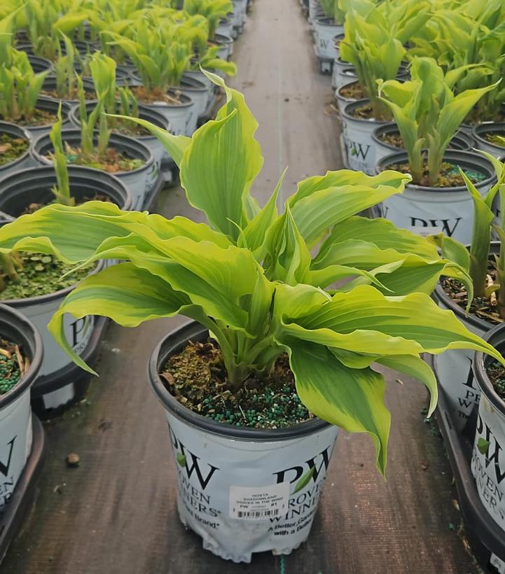 Hosta x Shadowland® 'Voices in the Wind'