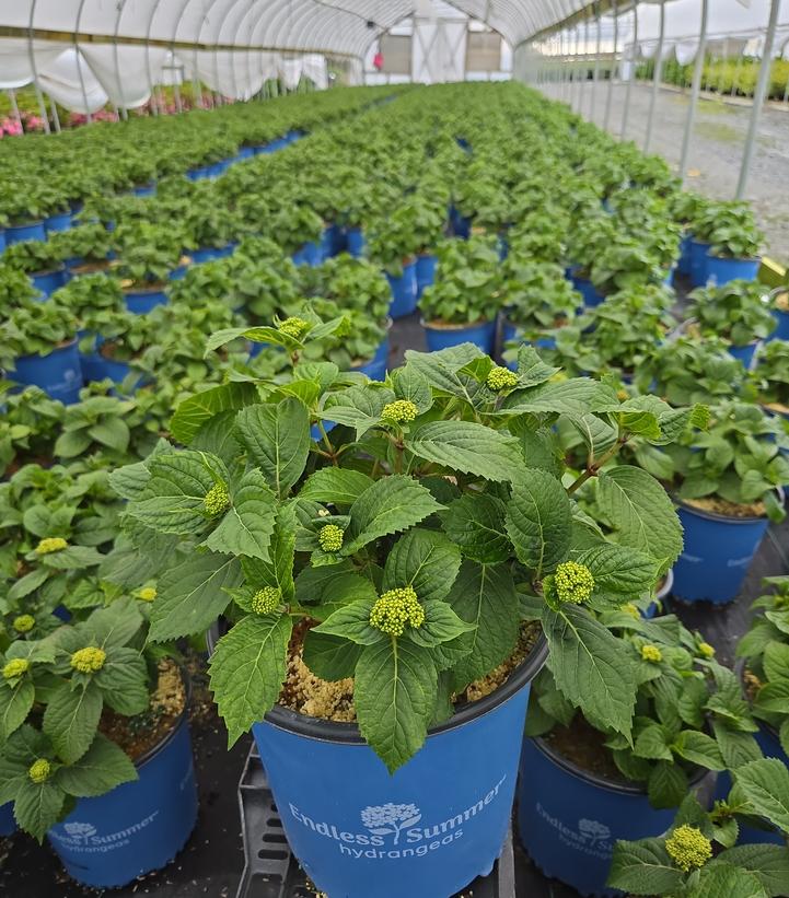 Hydrangea macrophylla Endless Summer® Pop Star®