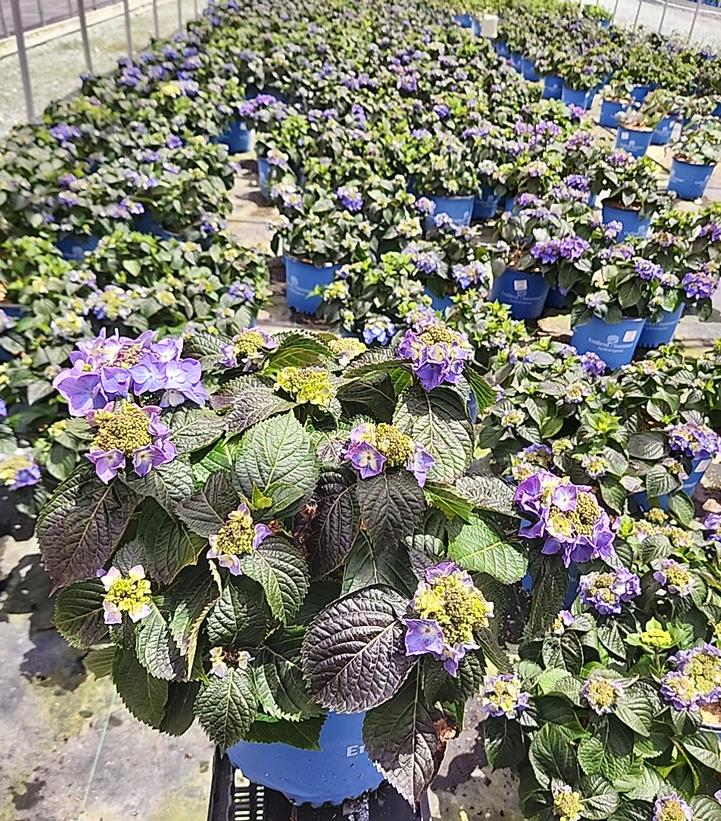 Hydrangea macrophylla Endless Summer® Pop Star®