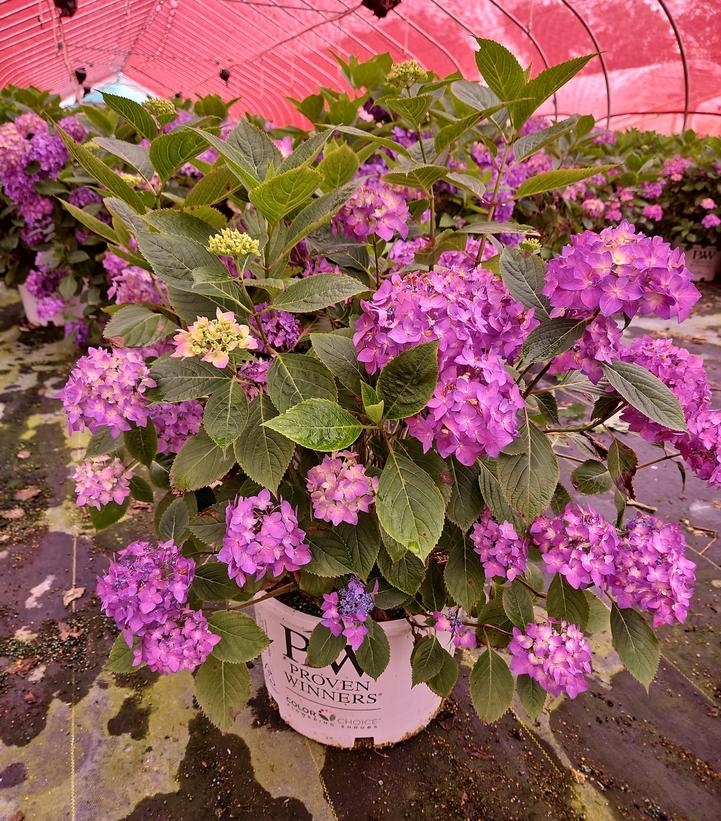Hydrangea macrophylla Let's Dance ¡Arriba!®