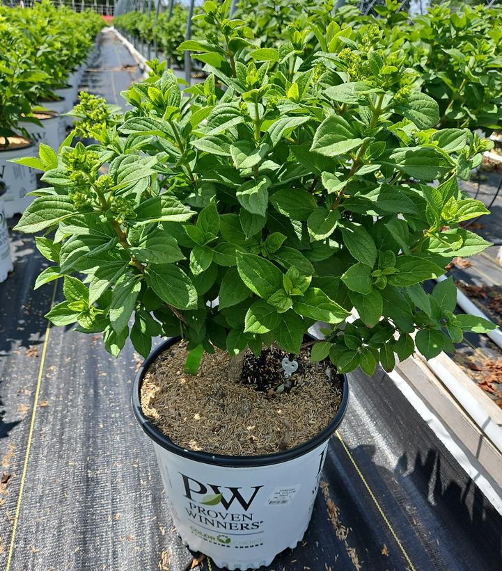 Hydrangea paniculata Little Lime Punch®