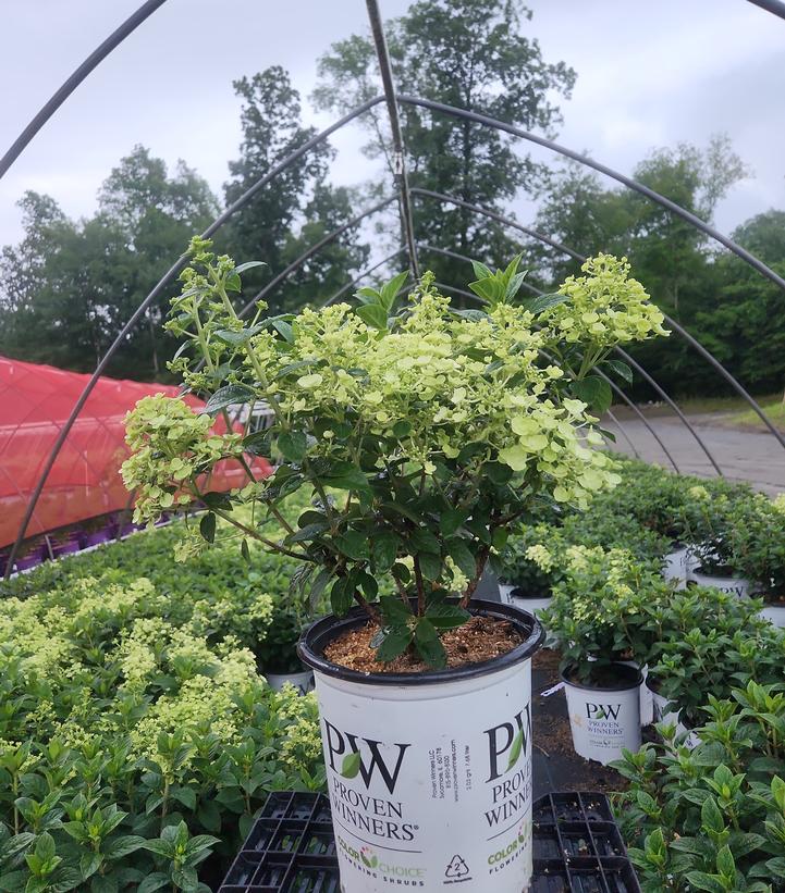 Hydrangea paniculata Tiny Quick Fire®