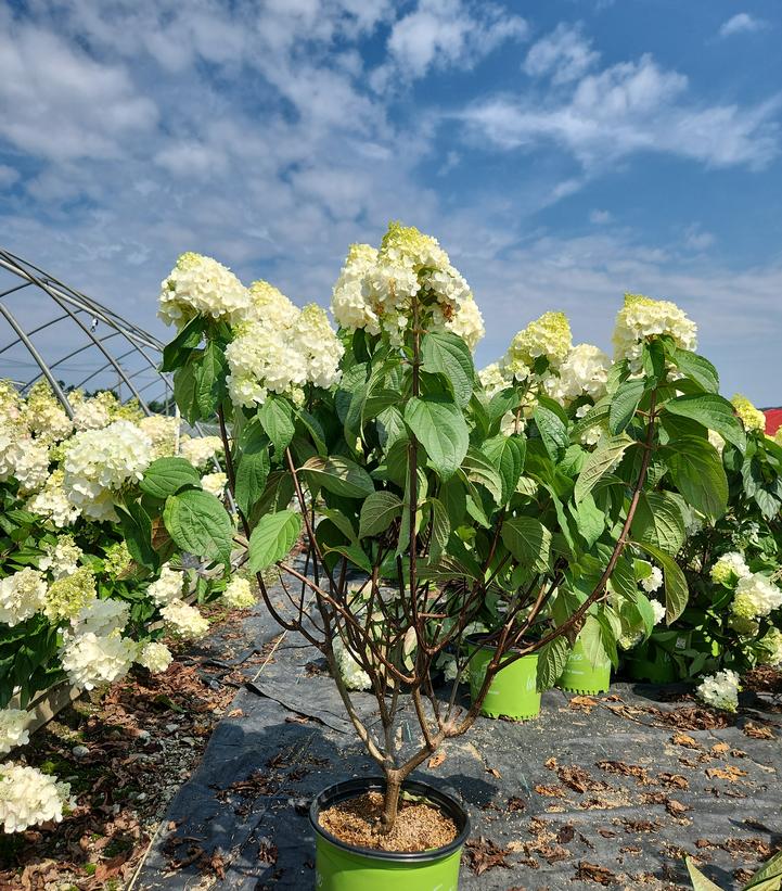 Hydrangea paniculata Love-A-Lot™ Pink