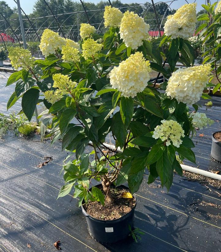 Hydrangea paniculata Love-A-Lot™ Pink