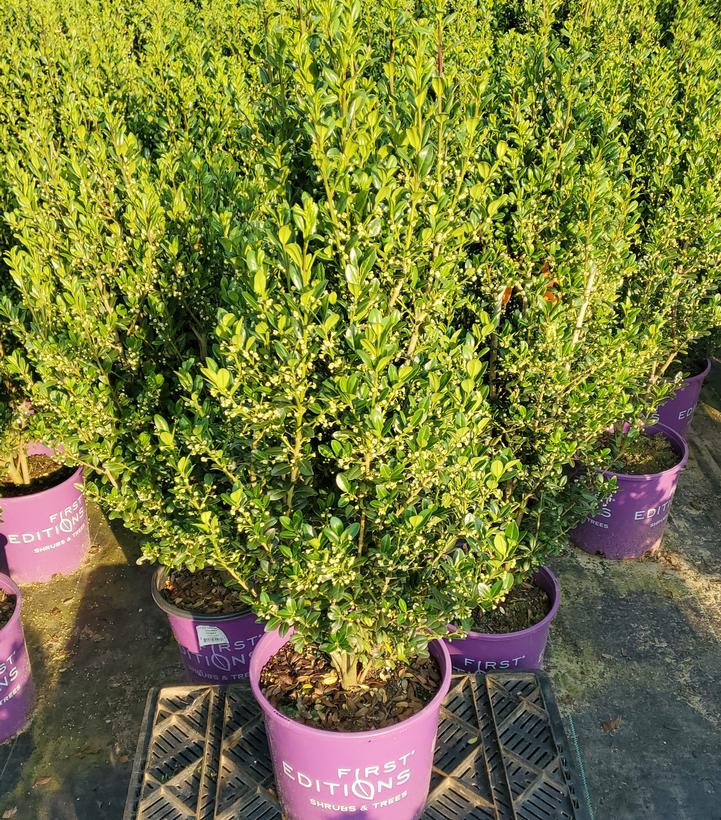 Ilex crenata Chubby Hubby™