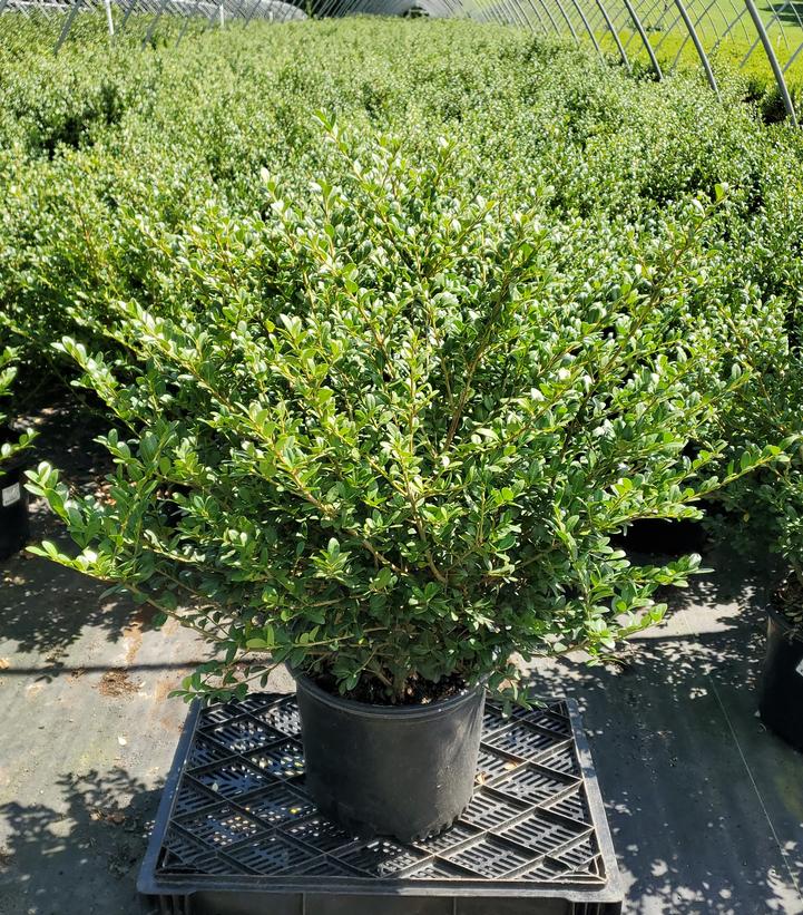 Ilex crenata 'Chilly Willy'