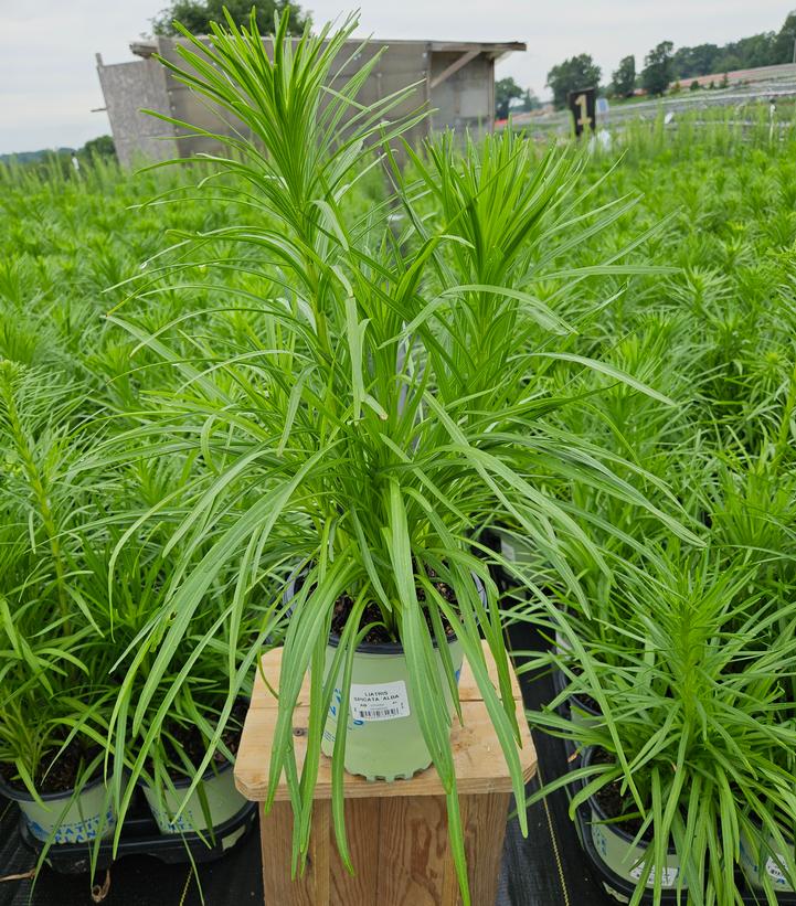 Liatris spicata 'Alba'
