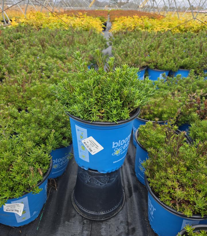 Lithodora Tidepool™ Sky Blue