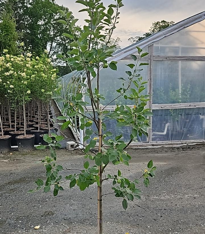 Malus 'Winesap'