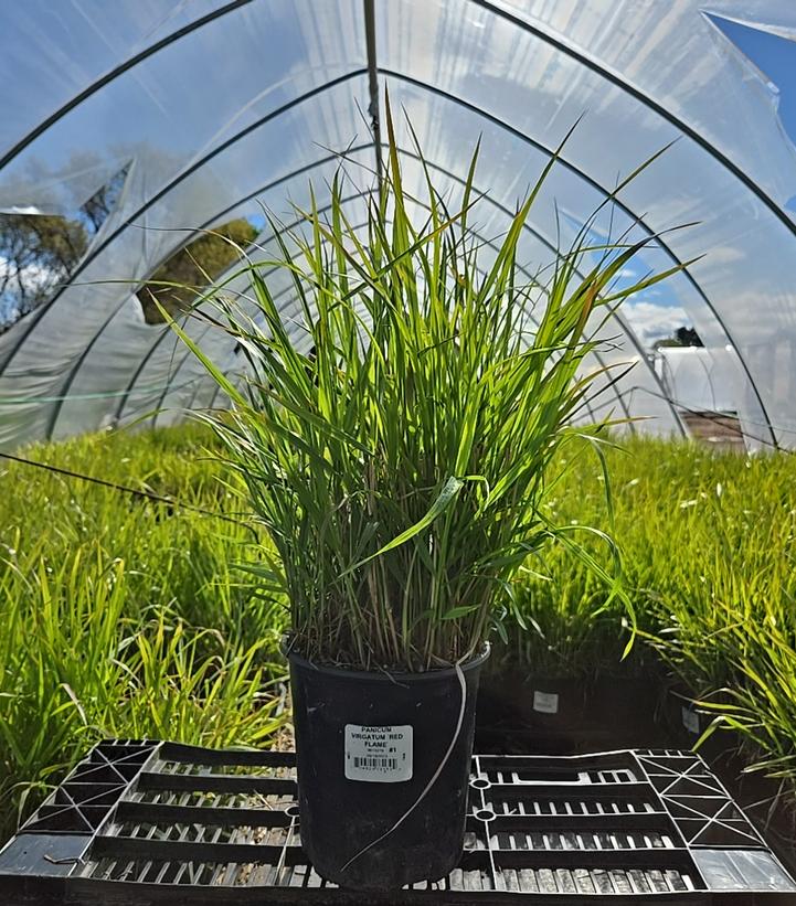 Panicum virgatum 'Red Flame'