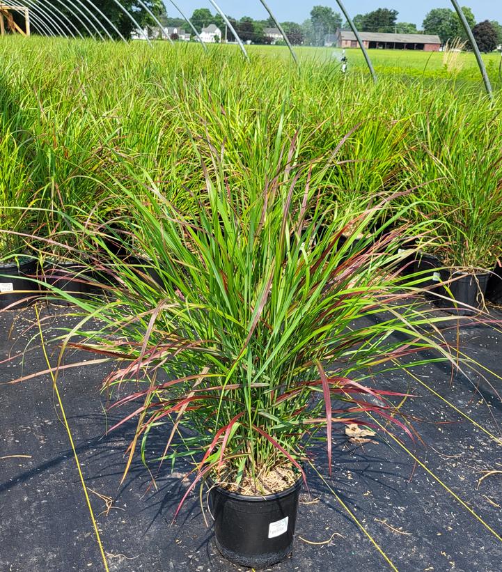 Panicum virgatum 'Red Flame'