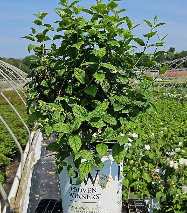 Philadelphus coronarius Illuminati Arch®
