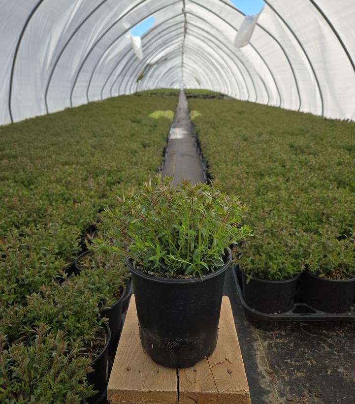 Phlox x 'Woodlander Pink'