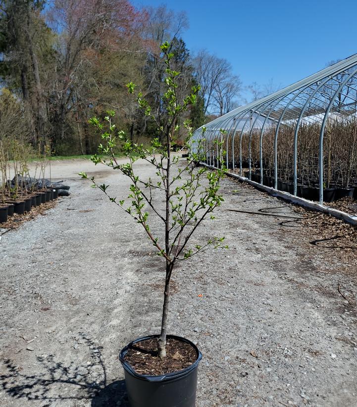 Prunus cerasus 'Meteor'
