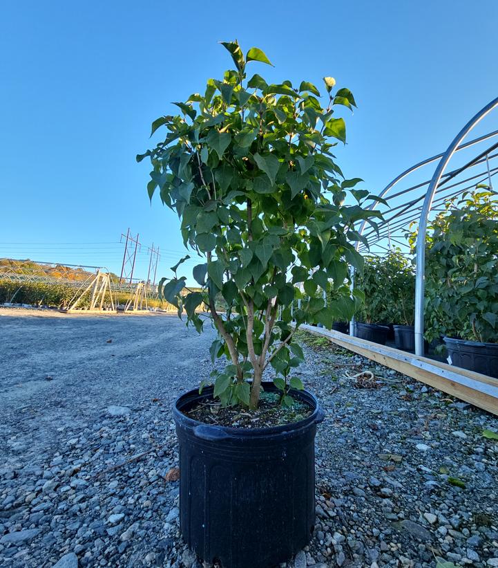 Syringa vulgaris New Age™ Lavender