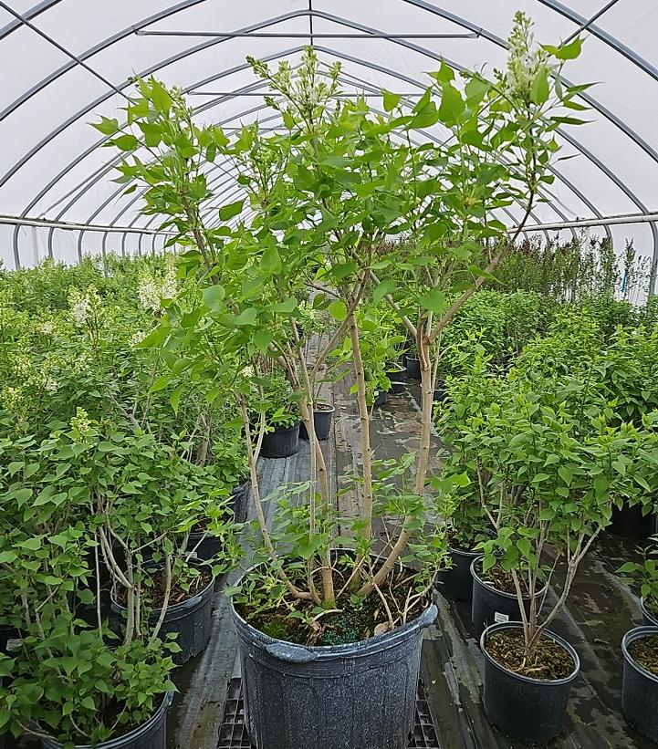 Syringa vulgaris New Age™ White
