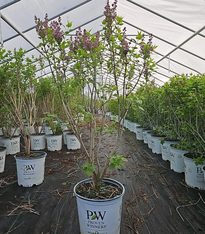 Syringa x hyacinthiflora Scentara® Double Blue