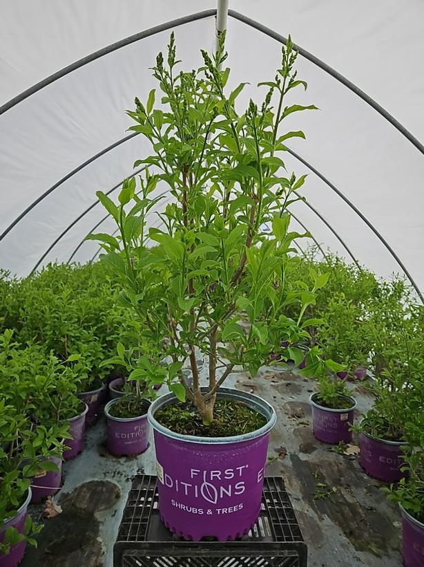 Syringa prestoniae Pinktini™