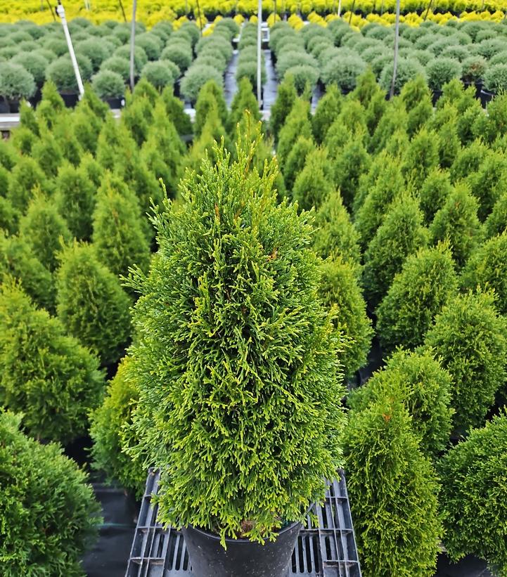 Thuja occidentalis Emerald Squeeze™