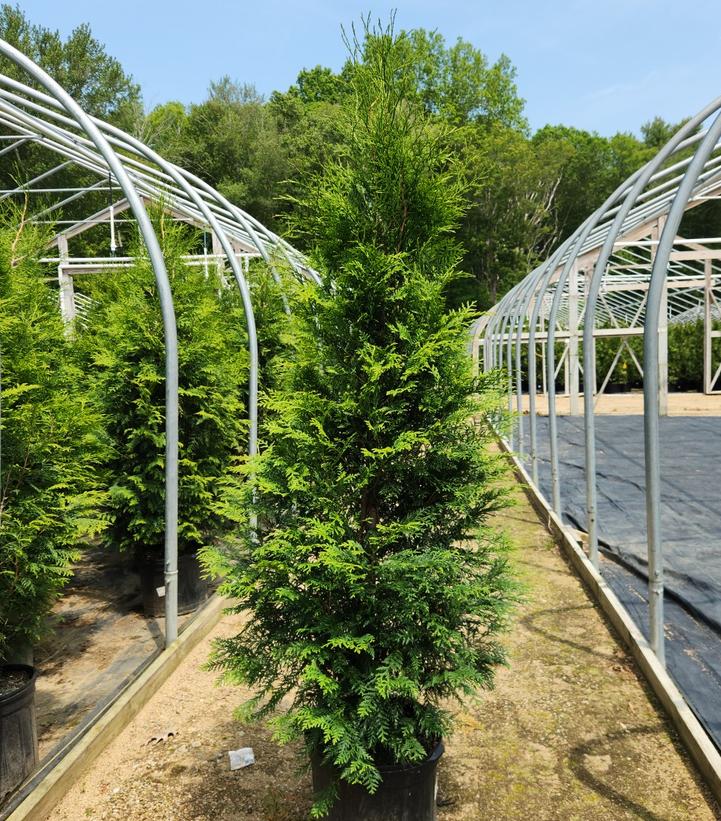 Thuja occidentalis Full Speed A Hedge®