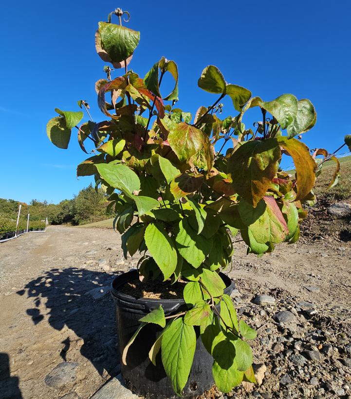 Viburnum carlesii Spice Island™