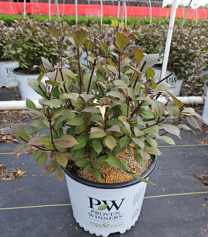 Weigela florida Wine & Spirits®