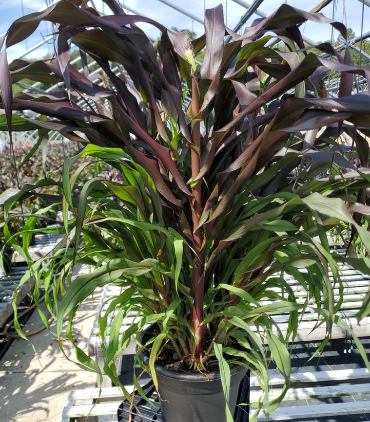 Pennisetum glaucum Purple Baron