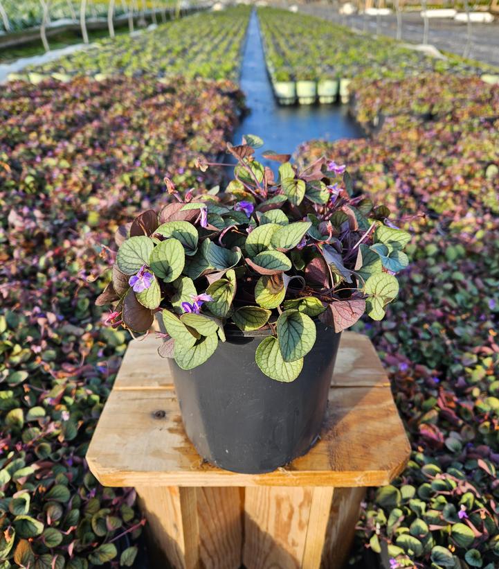 Viola walteri 'Silver Gem'