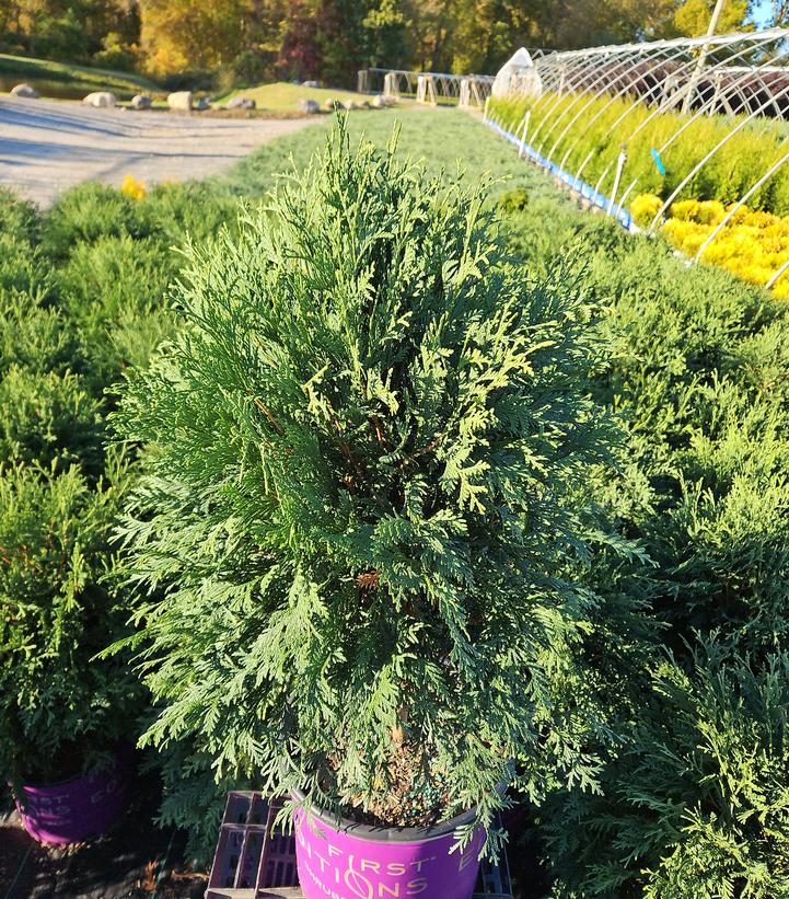 Thuja occidentalis Technito®
