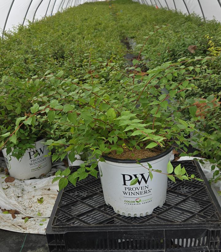 Kolkwitzia amabilis Jolene Jolene®