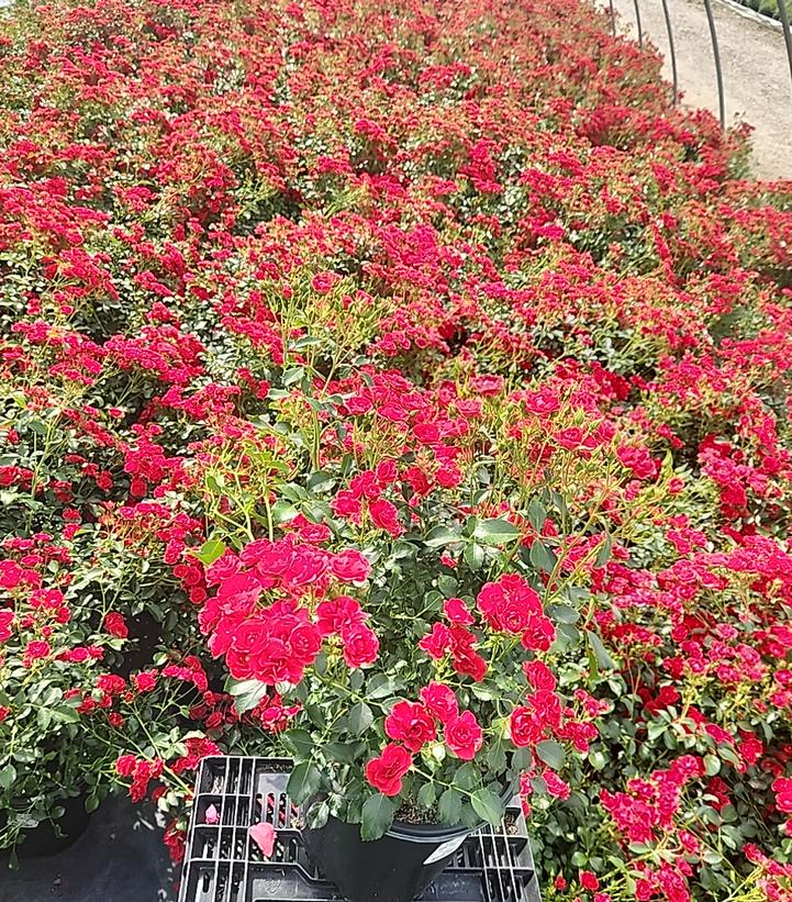 Rosa Flower Carpet® Mini Cherry