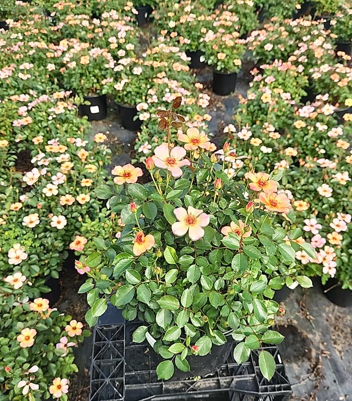 Rosa Flower Carpet® Peach