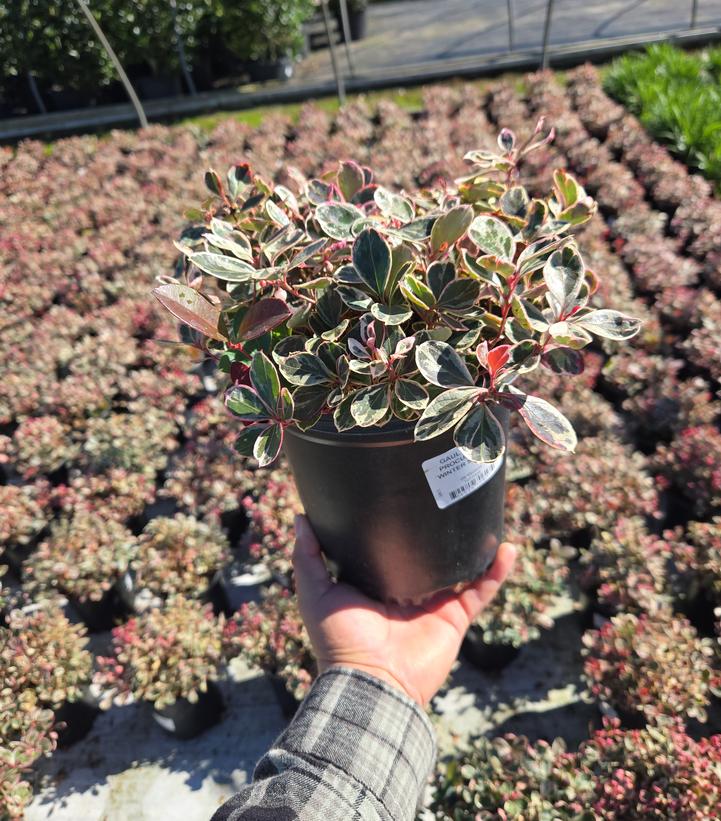 Gaultheria procumbens Winter Splash™
