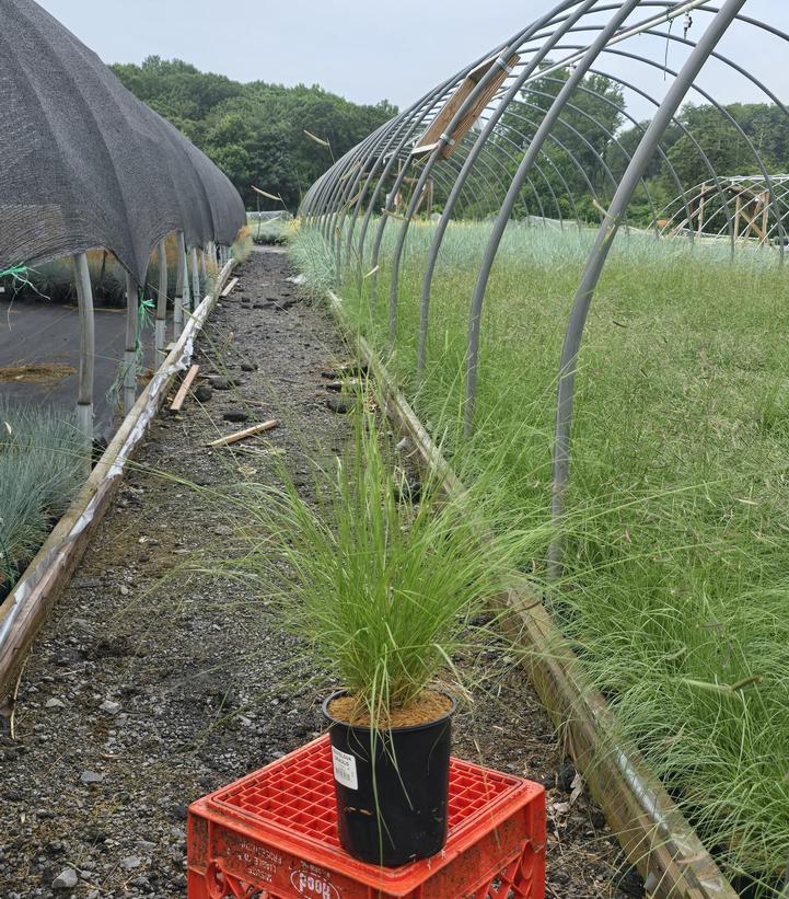 Bouteloua gracilis 