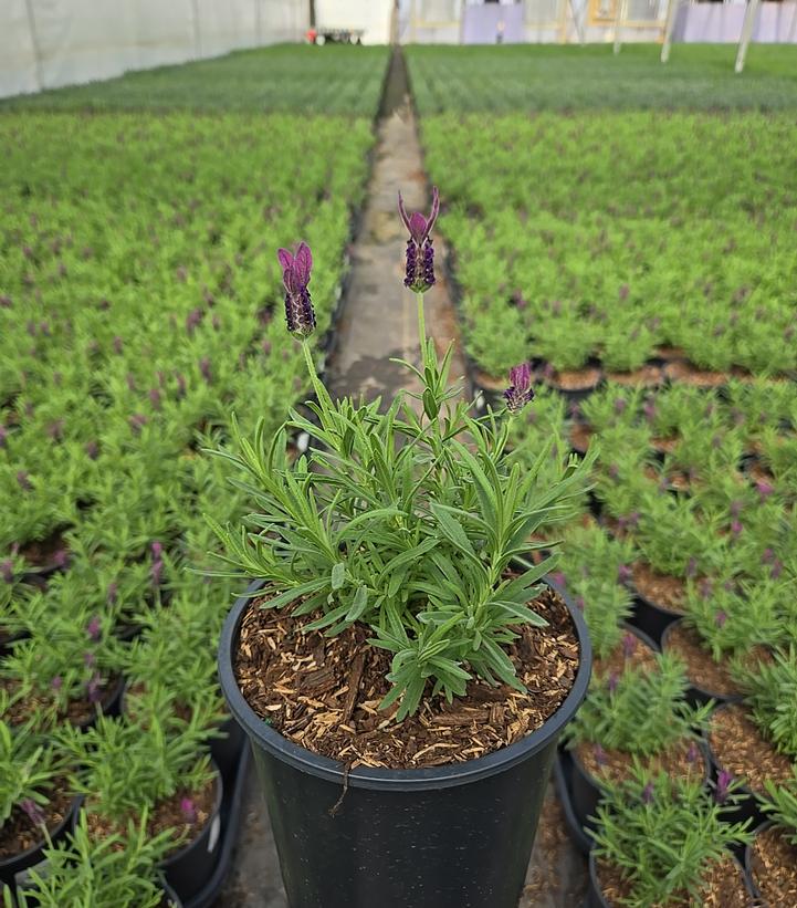Lavandula stoechas 'Primavera'