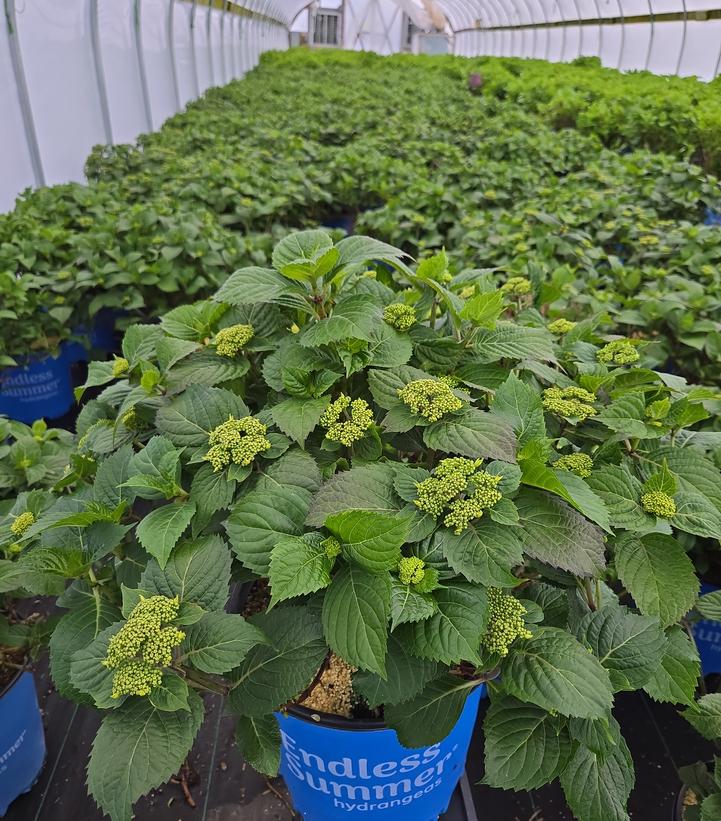 Hydrangea macrophylla Endless Summer® Pop Star®