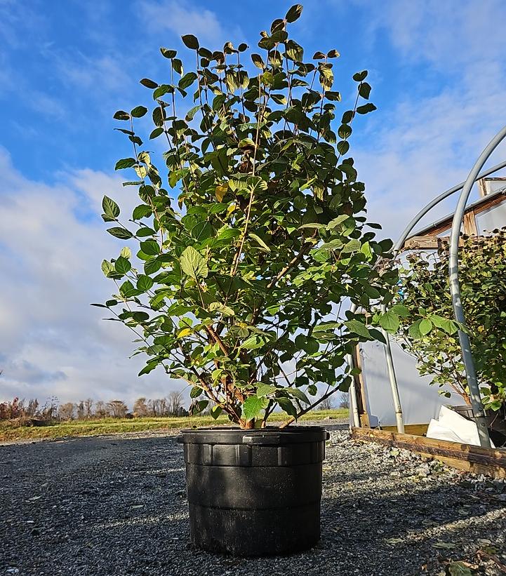 Viburnum carlesii Sugar n' Spice™