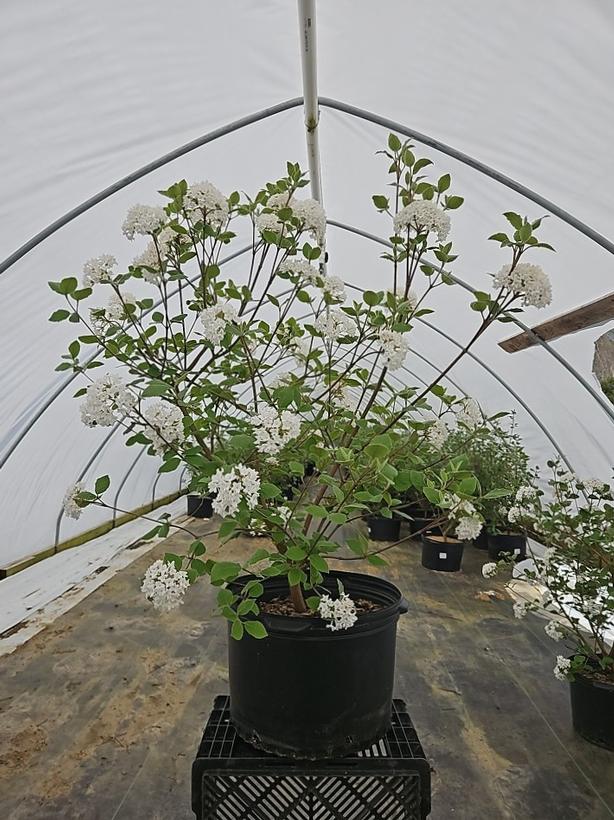 Viburnum carlesii Sugar n' Spice™