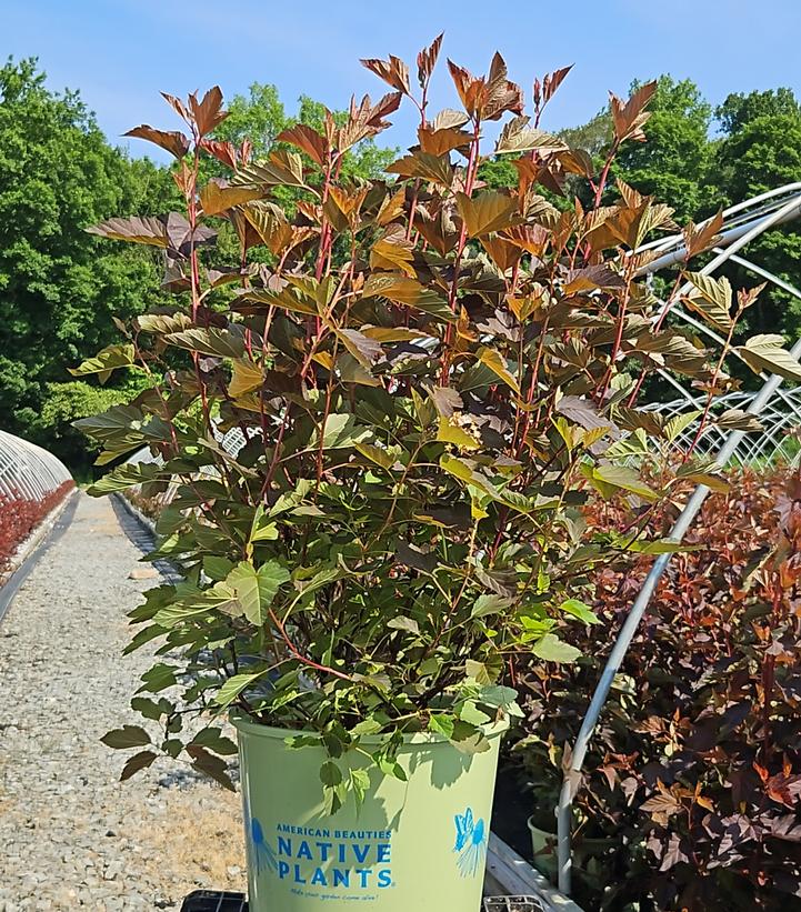 Physocarpus opu. Chroma Chameleon™