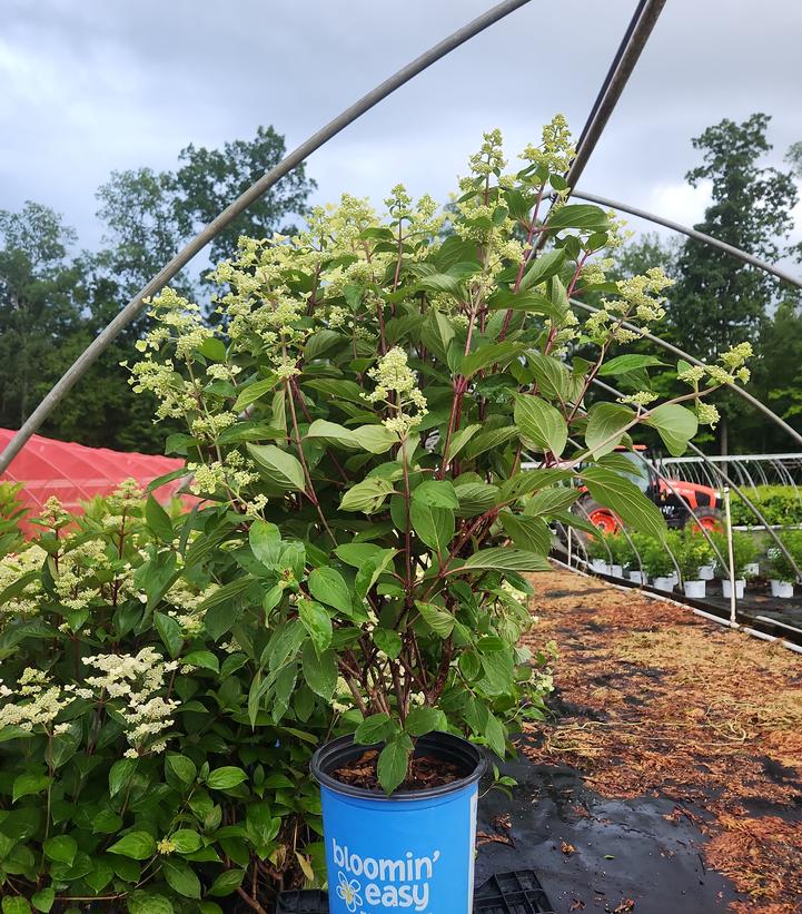 Hydrangea paniculata Torch™