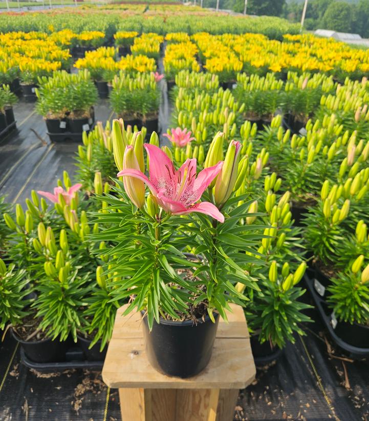 Lilium asiatic 'Hot-Spot Pink'