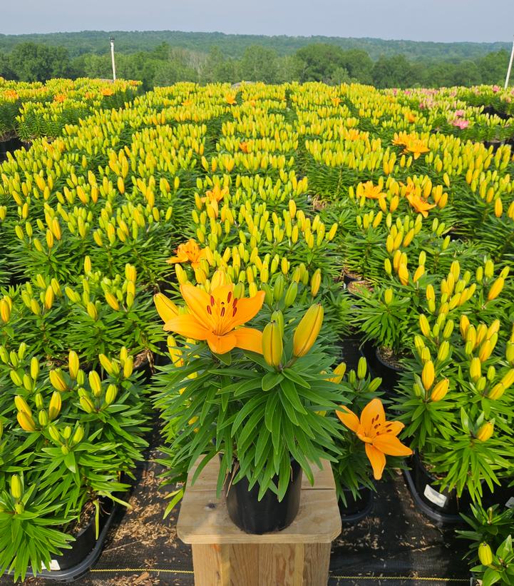 Lilium asiatic Fantasiatic Peach