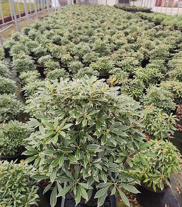 Pieris jap. Passion Party™ Pink Frost