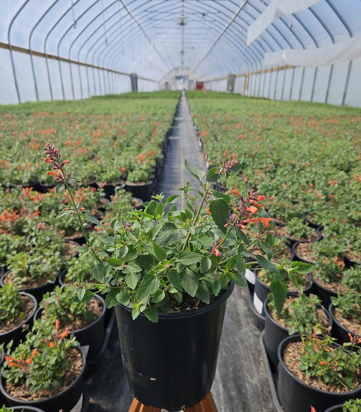 Agastache x 'Kudos Mandarin'