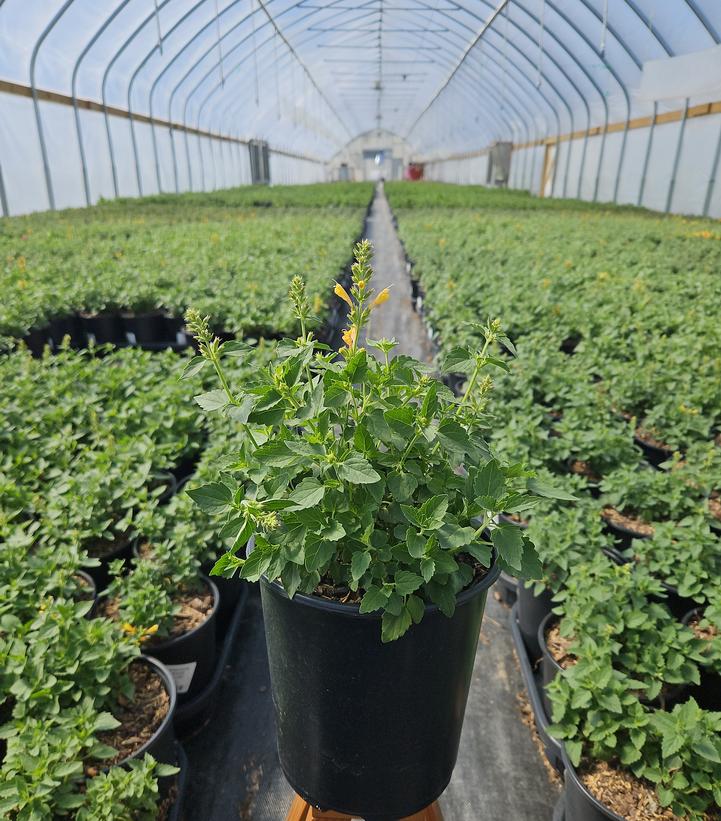 Agastache x Kudos™ Yellow