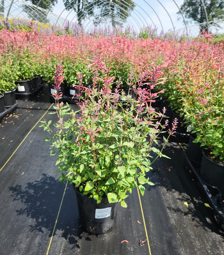 Agastache x 'Kudos Coral'