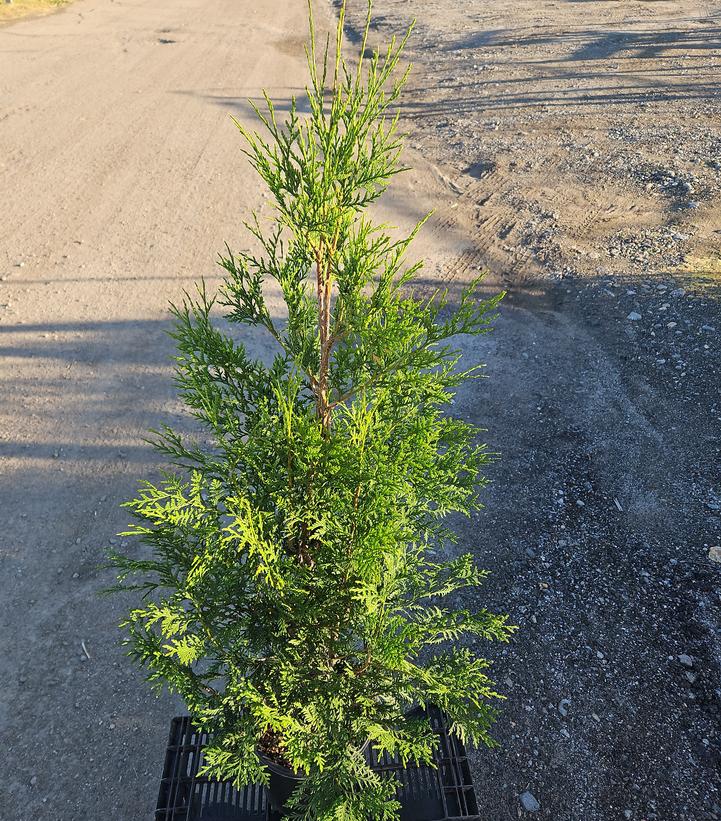 Thuja occidentalis Full Speed A Hedge®